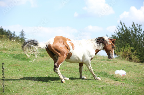 Nice horse running on pasturage