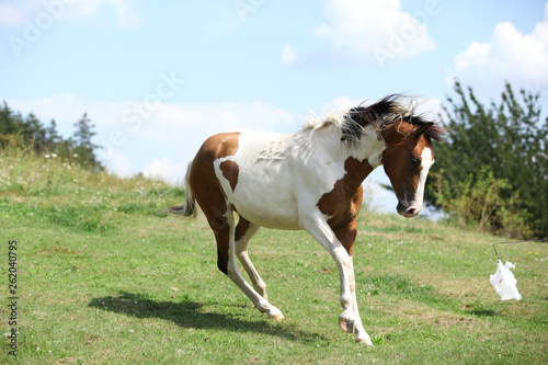 Nice horse running on pasturage