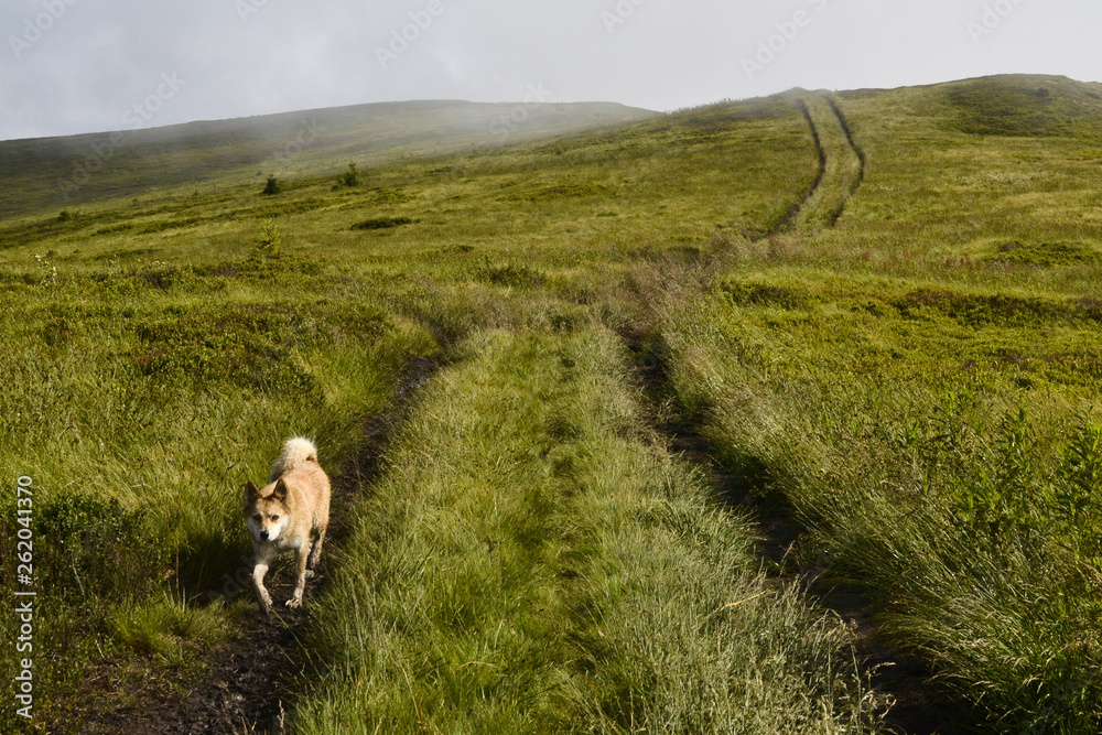 Dog walking on the hiking trail in the mountains on the top of mountain range. Carpathians, Ukraine.