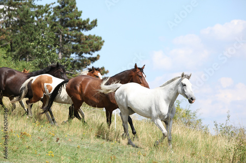 Amazing batch of horses on pasturage