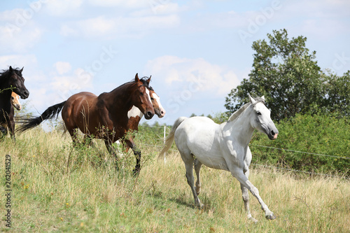 Amazing batch of horses on pasturage © Zuzana Tillerova