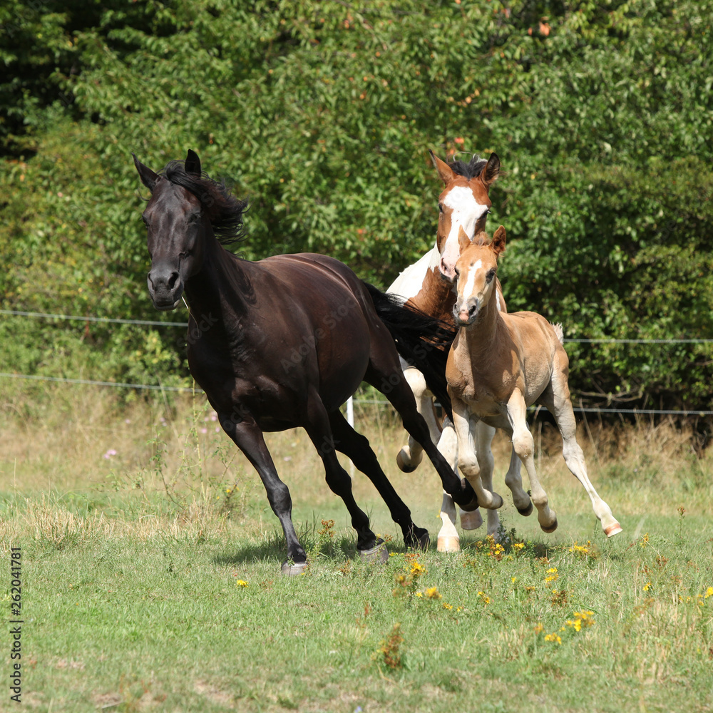 Amazing batch of horses on pasturage Amazing batch of horses on pasturage