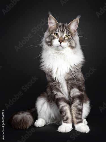 Handsome Maine Coon cat, sitting straight up, looking majestic at camera. Isolated on black background. Tail curled around body.