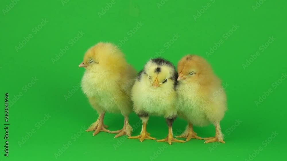 little yellow chicken on a green screen little yellow chicken on a green screen