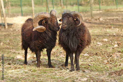 Two male brown ouessant sheep father and son next to each other