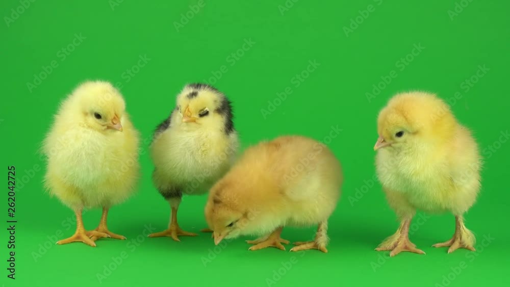 little yellow chicken on a green screen little yellow chicken on a green screen
