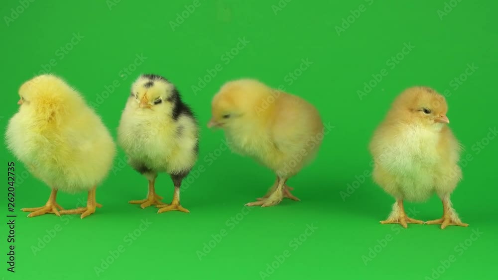 little yellow chicken on a green screen