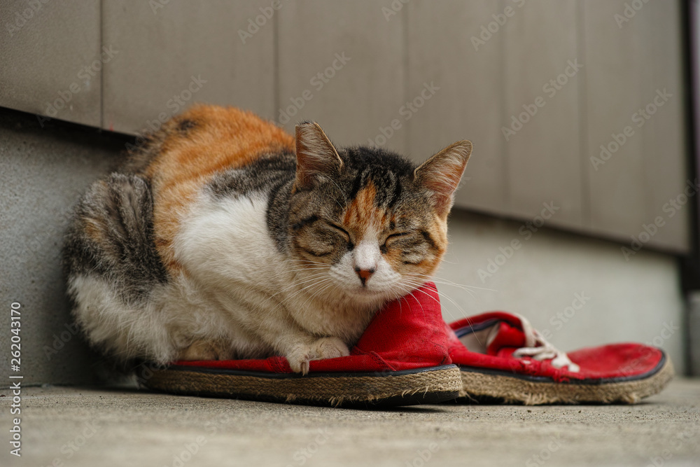 Naklejka premium クタクタの靴に座る猫