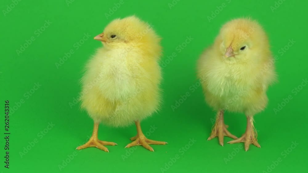 little yellow chicken on a green screen