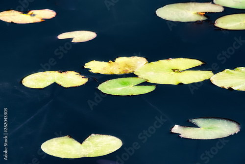 Water lilies on a still pond.