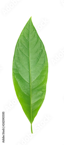 Green avocado leaf isolated over white