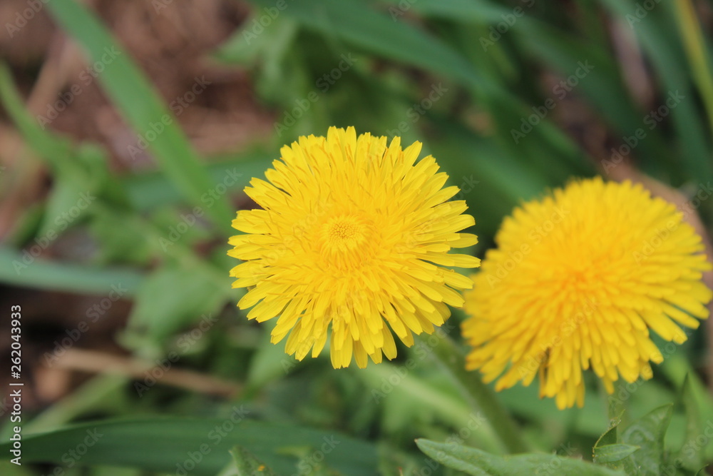 Jellow Dandelion, Taraxacum in my organic garden Jellow Dandelion, Taraxacum in my organic garden