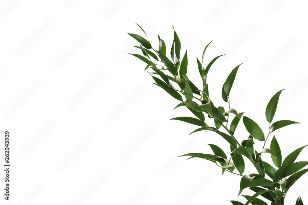 Fototapeta premium Branch with green leafs isolated on white background