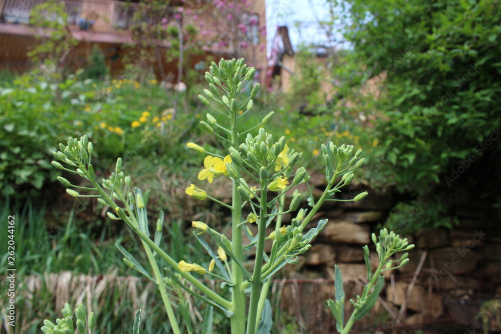 Collard greens, cultivars of Brassica oleracea, also known as Montenegrin cabbage. Healthy plant, vegetable, with big green leaves and the flower stalks Collard greens, cultivars of Brassica oleracea, also known as Montenegrin cabbage. Healthy plant, vegetable, with big green leaves and the flower stalks
