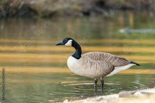 canada goose canadensis
