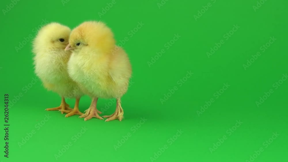 little yellow chicken on a green screen