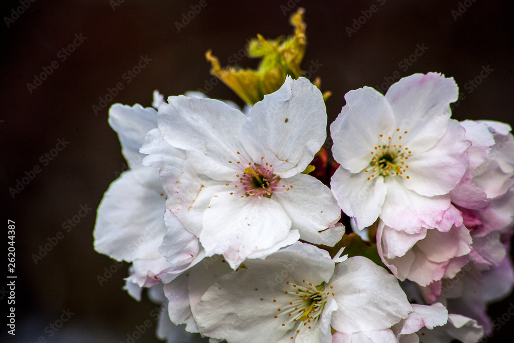 flowers of cherry blossom flowers of cherry blossom