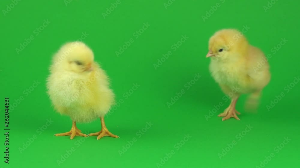 little yellow chicken on a green screen little yellow chicken on a green screen