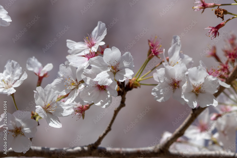 桜の花　千葉県千葉市若葉区　泉自然公園