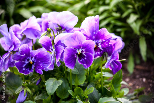 purple flowers in the garden