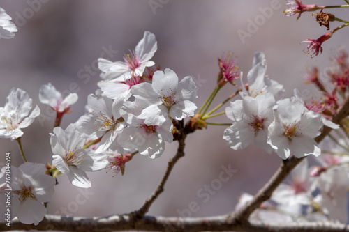 桜の花　千葉県千葉市若葉区　泉自然公園