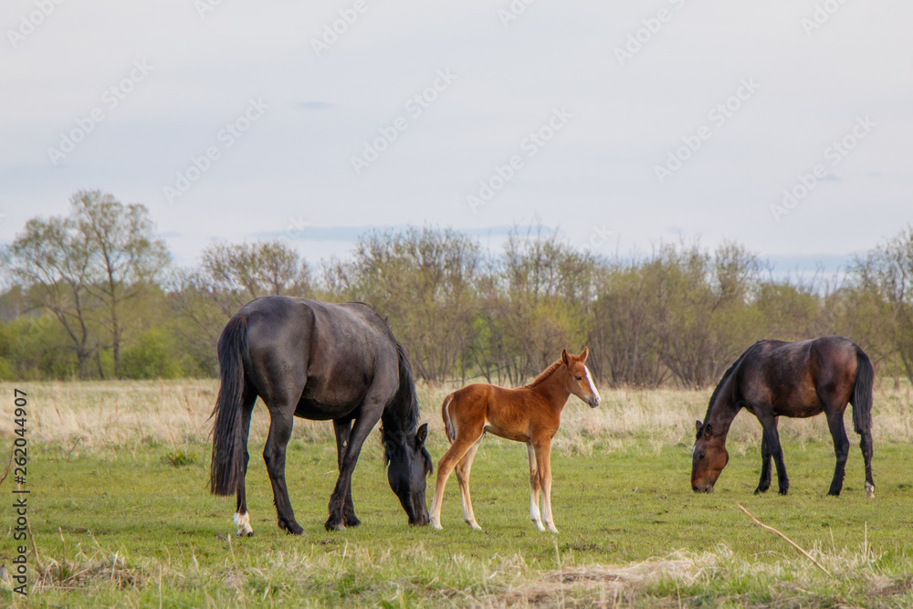A light brown foal and two dark horses graze in the pasture.