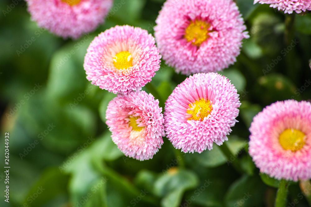 flowers in garden flowers in garden