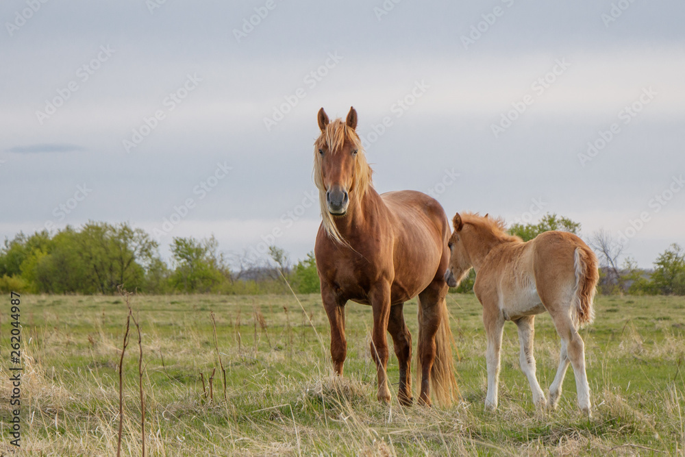 Obraz premium Źrebię i jego matka pasą się na pastwisku