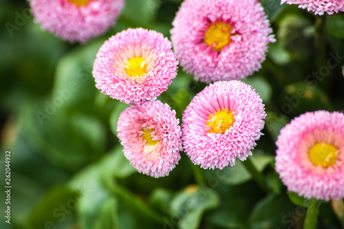 flowers in garden