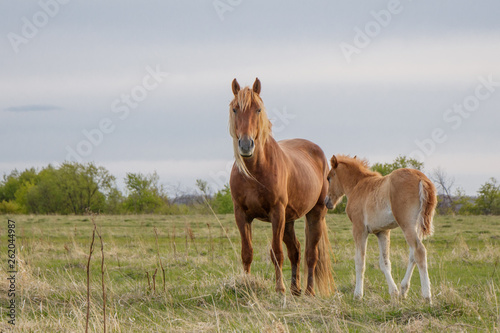 Foal and his mother grazing in the pasture