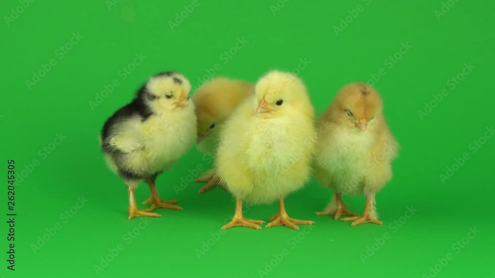 little yellow chicken on a green screen little yellow chicken on a green screen