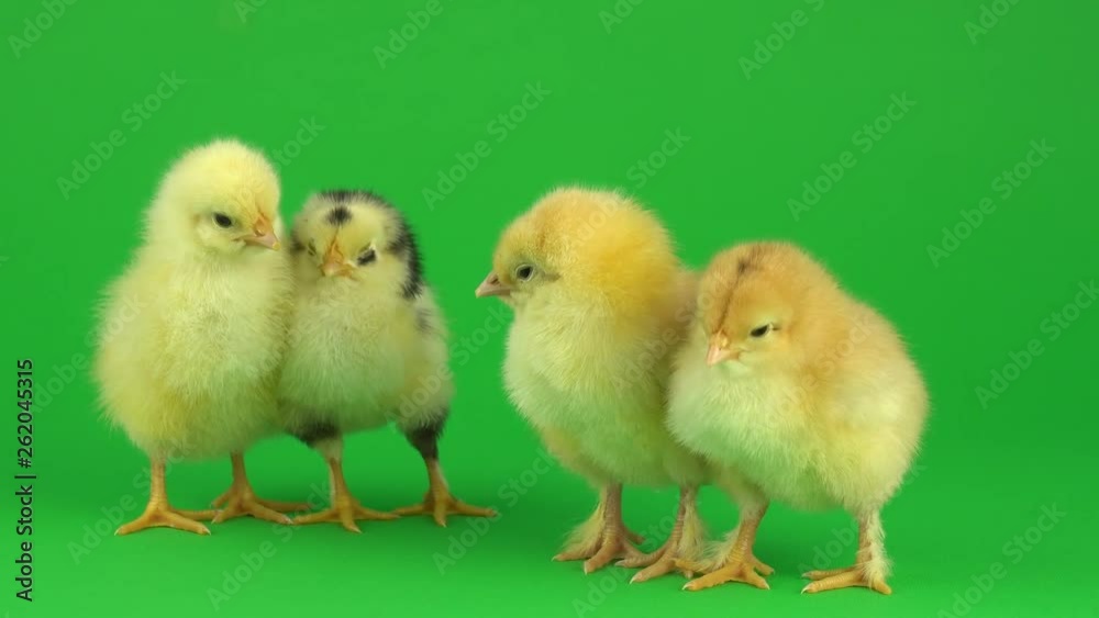 little yellow chicken on a green screen little yellow chicken on a green screen