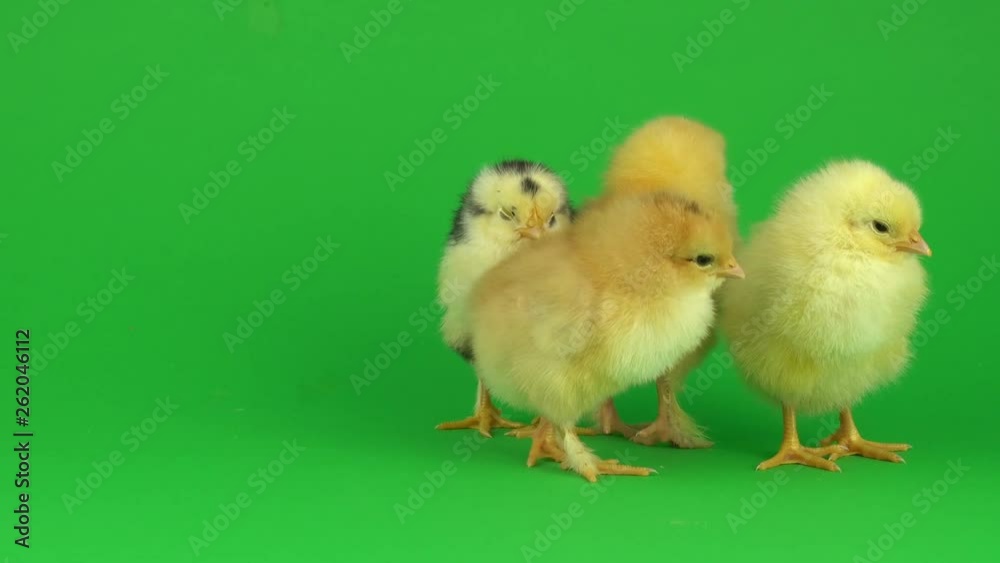 little yellow chicken on a green screen