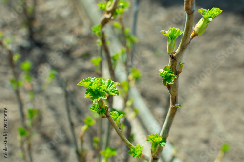 currant leaves blooming on branches in early spring