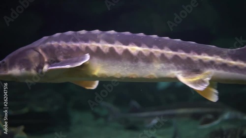 Acipenser, Linnaeus in the aquarium