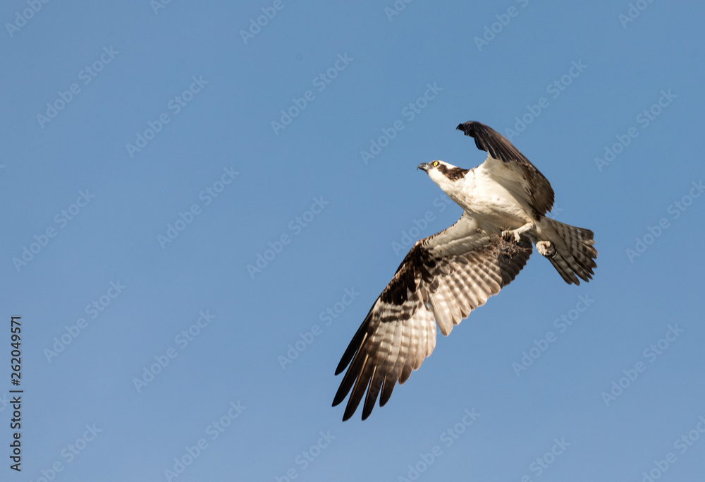 Obraz premium osprey in flight