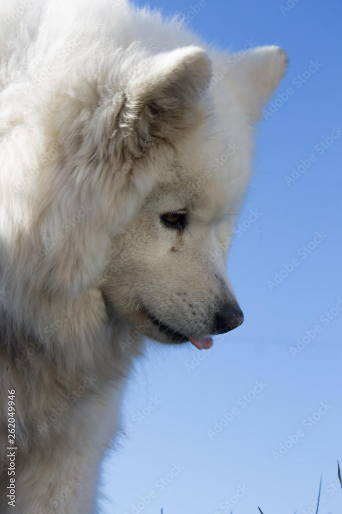 Samoyedo Samoyedo