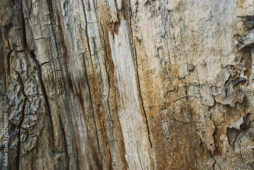 Texture of old dried tree and its bark