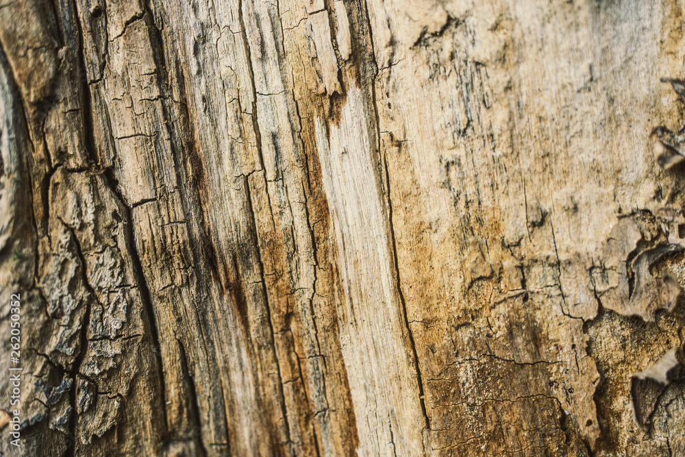 Texture of old dried tree and its bark