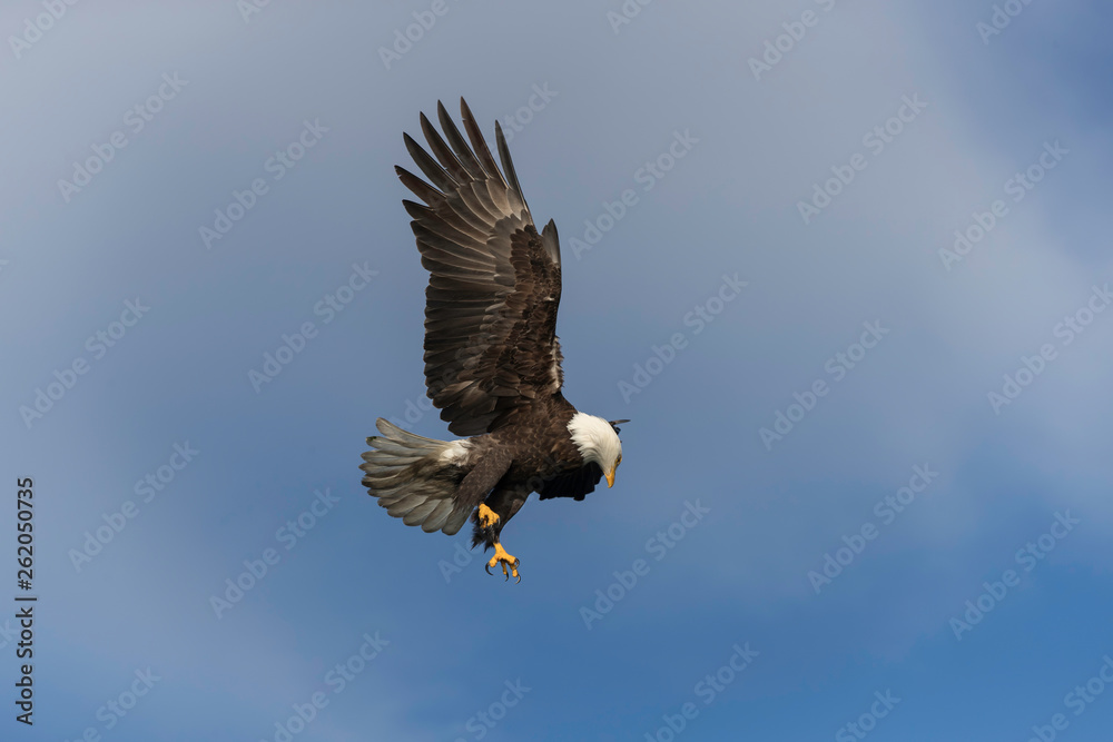Adult Bald Eagle Preparing to dive for a fish Adult Bald Eagle Preparing to dive for a fish