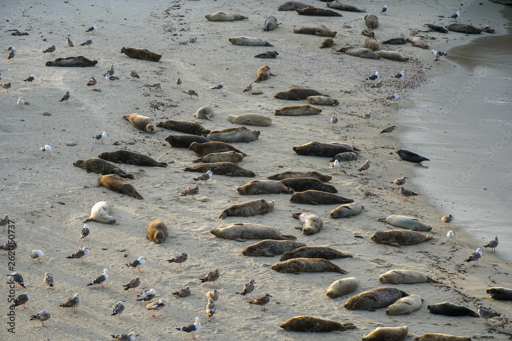 Sea lions & seals napping on a cove under the sun at La Jolla, San Diego, California. The beach is closed from December 15 to May 15 because it has become a favorite breeding ground for seals. Sea lions & seals napping on a cove under the sun at La Jolla, San Diego, California. The beach is closed from December 15 to May 15 because it has become a favorite breeding ground for seals.