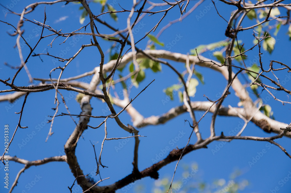 Branch of birch with green and yellow leaves on the background with blue sky. Early autumn Branch of birch with green and yellow leaves on the background with blue sky. Early autumn