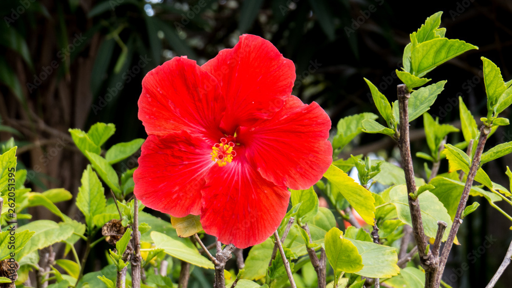 Vibrant red Hibiscus surrounded by green leaves in the bright sunlight of the Bahamas.
