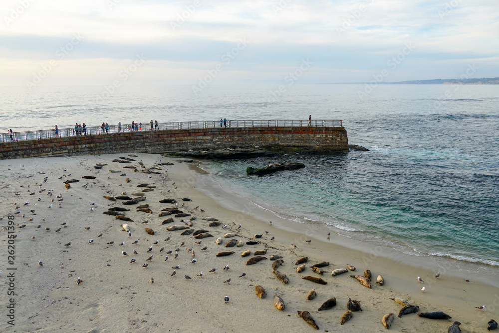 Sea lions & seals napping on a cove under the sun at La Jolla, San Diego, CA, USA.The beach is closed, because it has become a favorite breeding ground for seals.