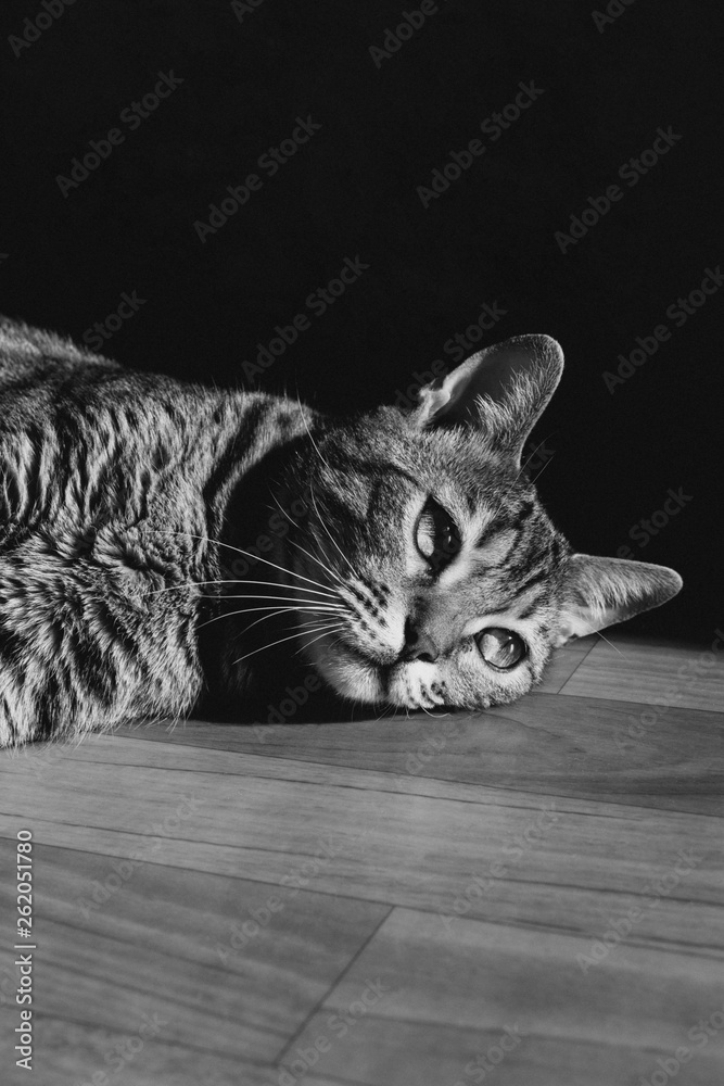 Naklejka premium Bengal cat lies on the floor. Black and white portrait. Sad, thoughtful face