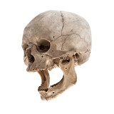 An old human skull with a jaw