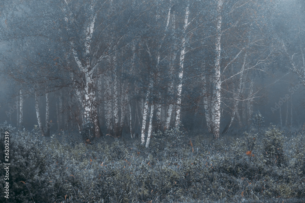 Fototapeta premium Fairy misty forest