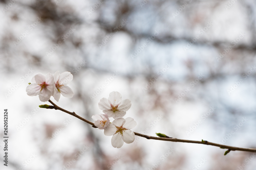 Cherry blossom in spring for background or copy space for text Cherry blossom in spring for background or copy space for text