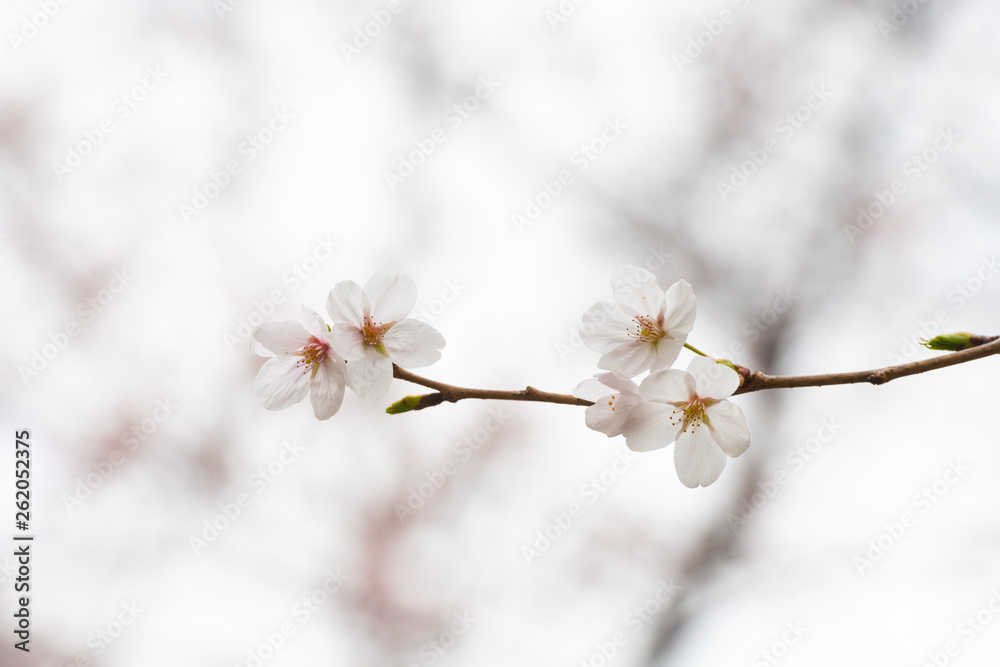 Cherry blossom in spring for background or copy space for text Cherry blossom in spring for background or copy space for text