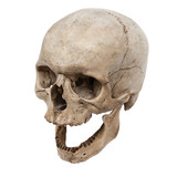 Old human skull view from above with no teeth